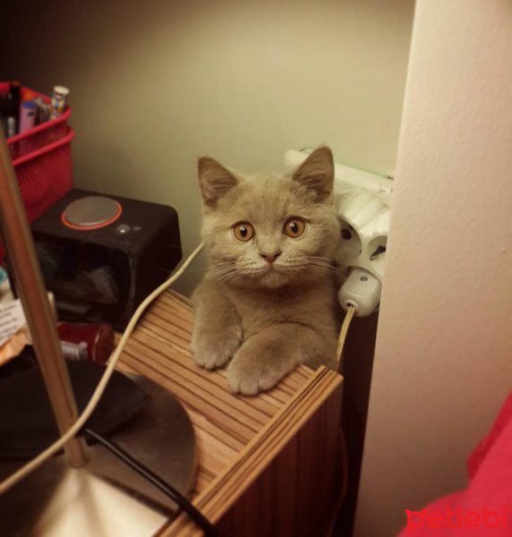 British Shorthair, Kedi  Baileys fotoğrafı