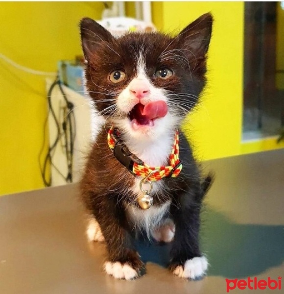 Tuxedo (Smokin) Kedi, Kedi  ROMA fotoğrafı