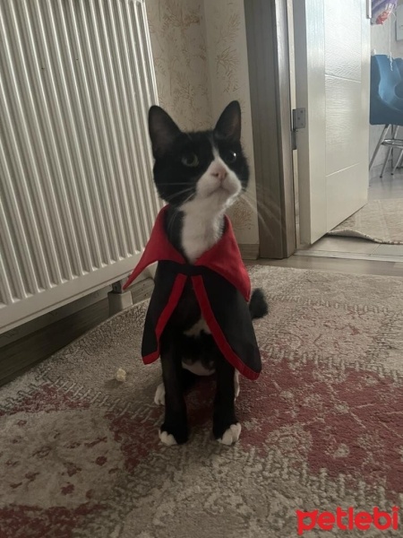 Tuxedo (Smokin) Kedi, Kedi  ROMA fotoğrafı
