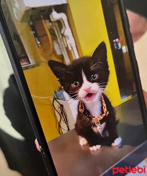 Tuxedo (Smokin) Kedi, Kedi  ROMA fotoğrafı