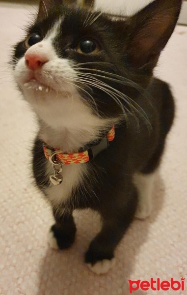 Tuxedo (Smokin) Kedi, Kedi  ROMA fotoğrafı