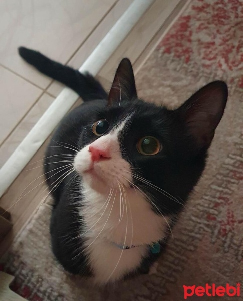 Tuxedo (Smokin) Kedi, Kedi  ROMA fotoğrafı