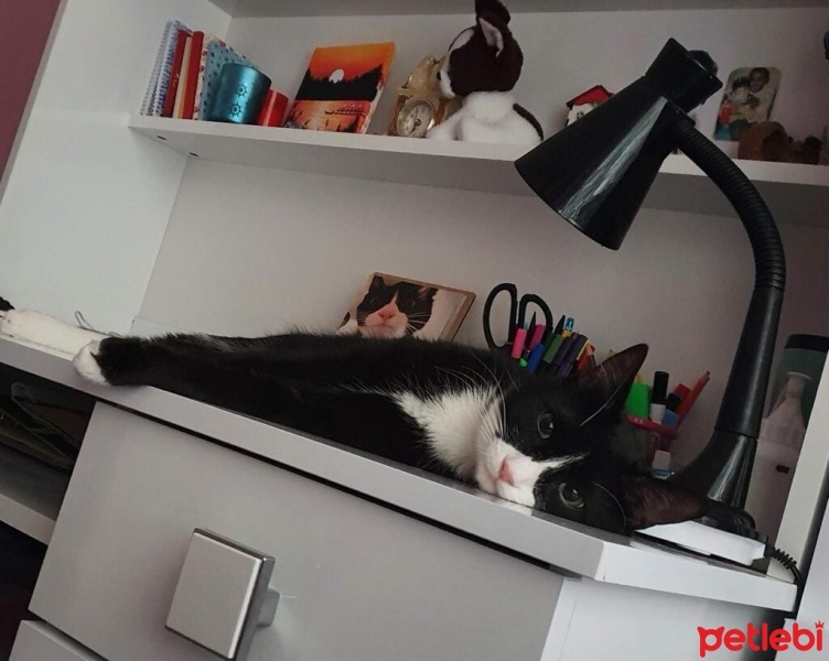 Tuxedo (Smokin) Kedi, Kedi  ROMA fotoğrafı