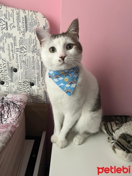 Tekir Kedi, Kedi  LUCCA BELLA fotoğrafı
