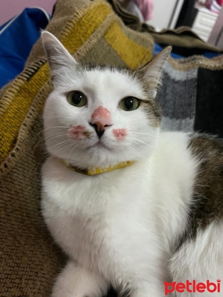 Tekir Kedi, Kedi  LUCCA BELLA fotoğrafı