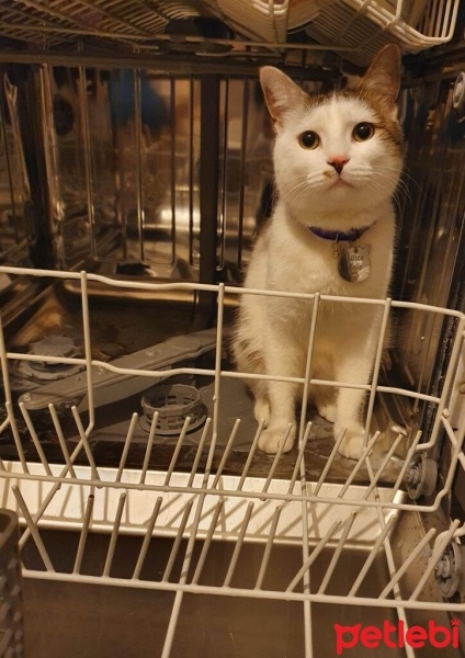 Tekir Kedi, Kedi  LUCCA BELLA fotoğrafı