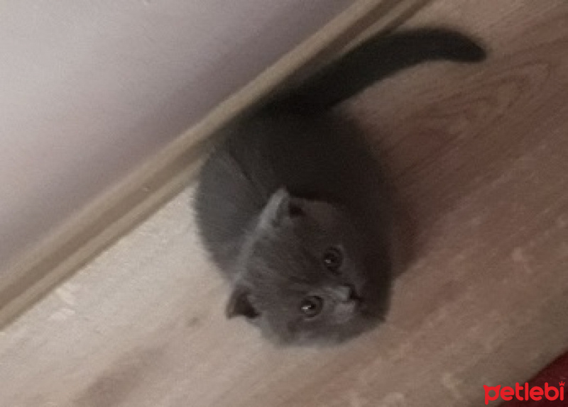 Scottish Fold, Kedi  Gece fotoğrafı