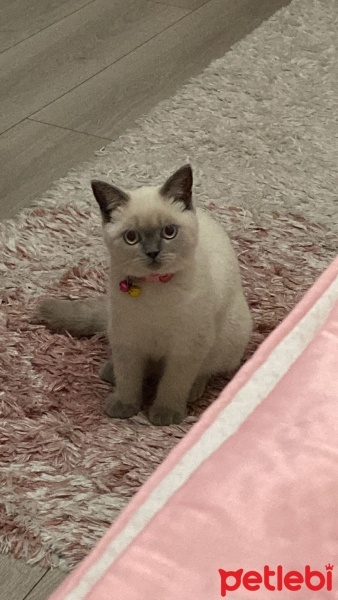 British Shorthair, Kedi  SÜTLAÇ fotoğrafı