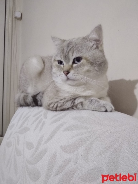 Scottish Fold, Kedi  Ponçik fotoğrafı