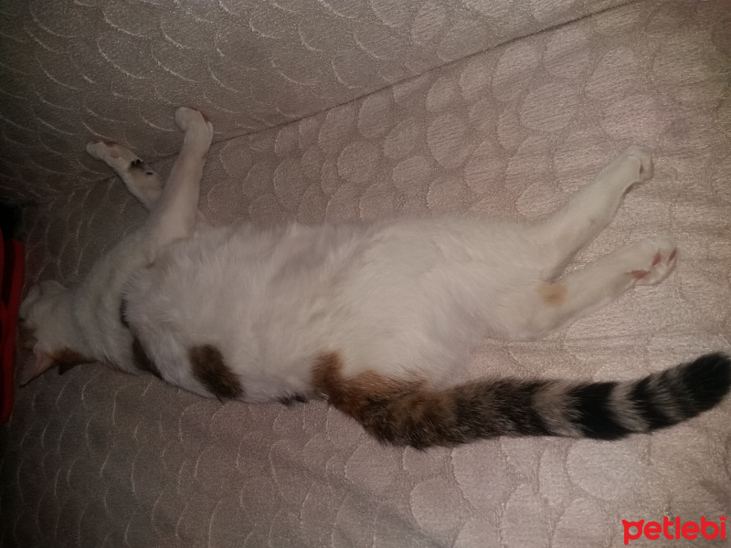 Abyssinian, Kedi  Mika fotoğrafı