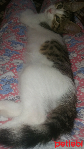 Tekir Kedi, Kedi  Paşa fotoğrafı