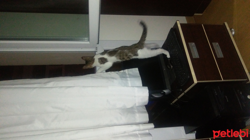 Tekir Kedi, Kedi  Paşa fotoğrafı