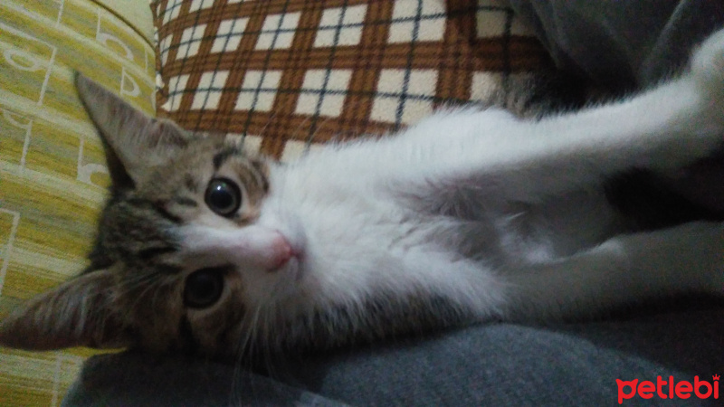 Tekir Kedi, Kedi  Paşa fotoğrafı