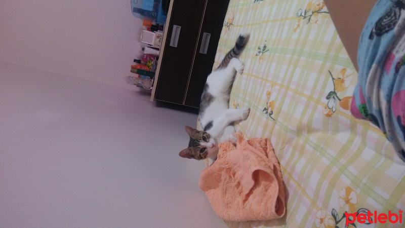 Tekir Kedi, Kedi  Paşa fotoğrafı