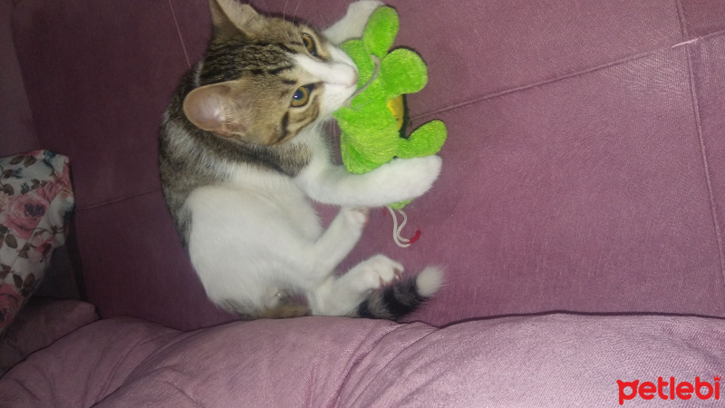 Tekir Kedi, Kedi  Paşa fotoğrafı