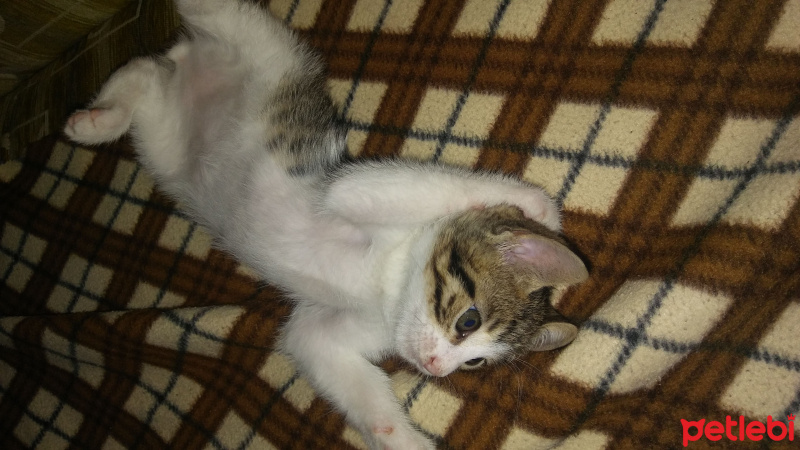 Tekir Kedi, Kedi  Paşa fotoğrafı