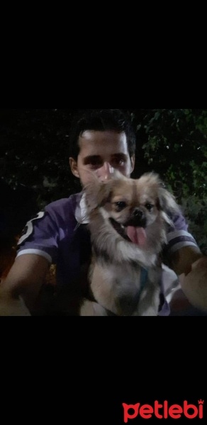 Pekingese, Köpek  jeryy fotoğrafı