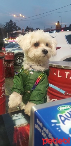 Maltese, Köpek  Ares fotoğrafı
