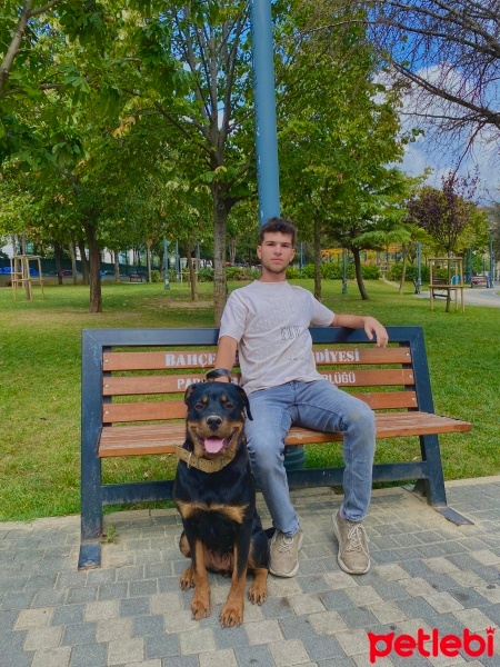 Rottweiler, Köpek  Reşe fotoğrafı