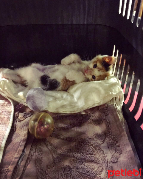 Tekir Kedi, Kedi  Lily fotoğrafı
