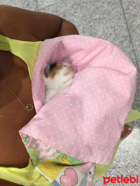 Tekir Kedi, Kedi  Lily fotoğrafı