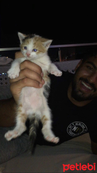 Tekir Kedi, Kedi  Lily fotoğrafı