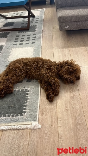 Poodle (Minyatür Kaniş), Köpek  Taffy fotoğrafı