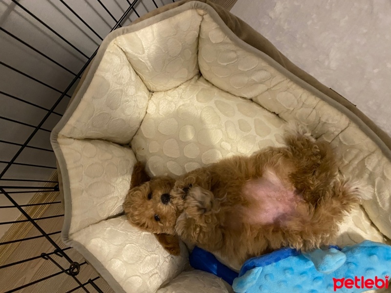 Poodle (Minyatür Kaniş), Köpek  Mocha fotoğrafı