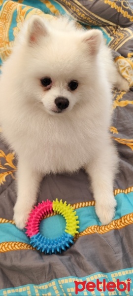 Pomeranyalı, Köpek  Zeus fotoğrafı