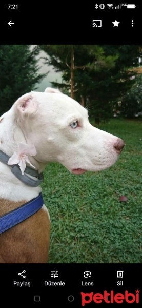 Amerikan Staffordshire Terrier, Köpek  Neptün fotoğrafı