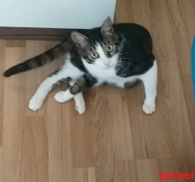 Tekir Kedi, Kedi  Zeytin  fotoğrafı