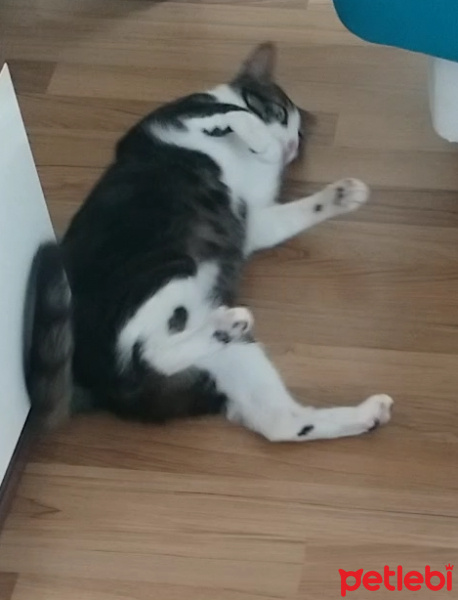 Tekir Kedi, Kedi  Zeytin  fotoğrafı