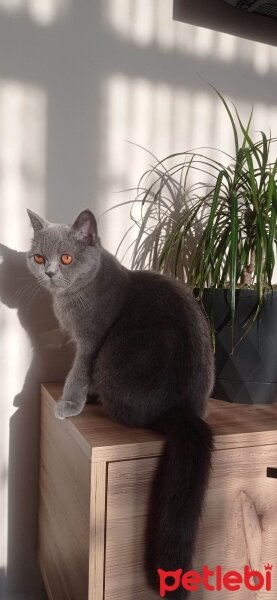 British Shorthair, Kedi  Hera fotoğrafı