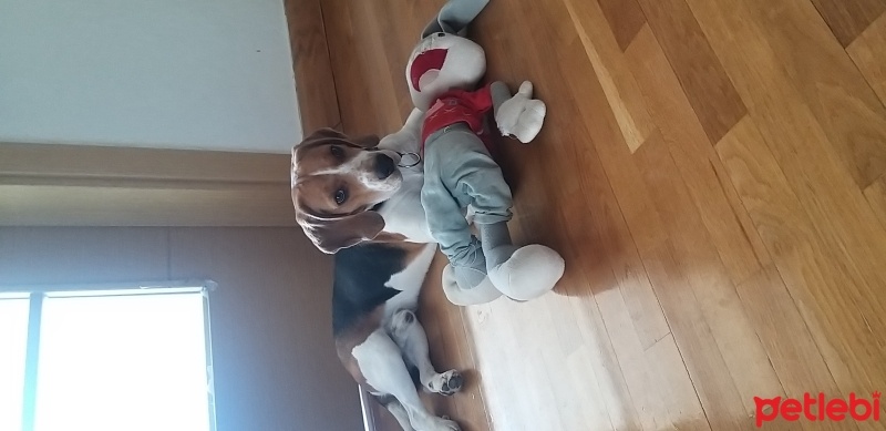 Beagle, Köpek  Dobby fotoğrafı