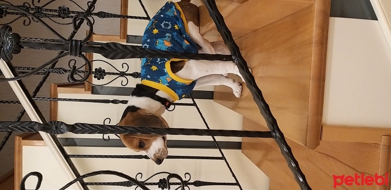 Beagle, Köpek  Dobby fotoğrafı