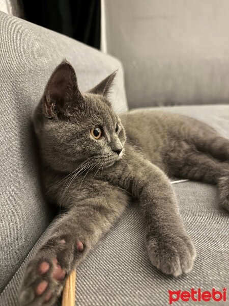 British Shorthair, Kedi  Sis fotoğrafı