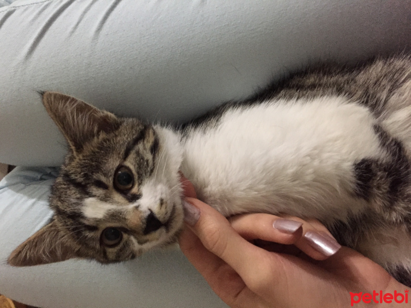 Tekir Kedi, Kedi  Mina fotoğrafı