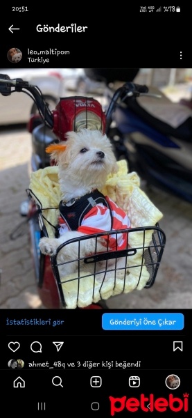 Maltese, Köpek  Leo fotoğrafı