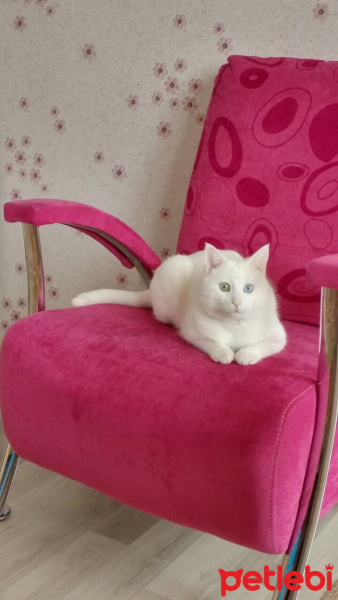 Van Kedisi, Kedi  Paşa fotoğrafı