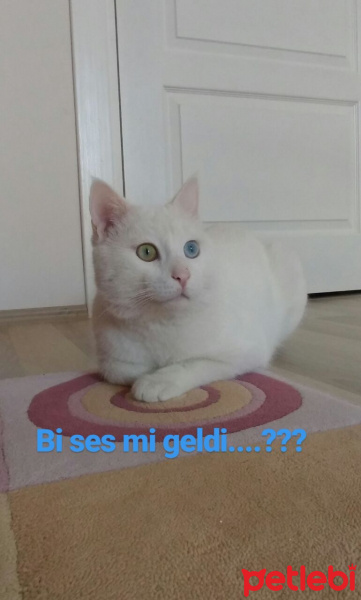 Van Kedisi, Kedi  Paşa fotoğrafı
