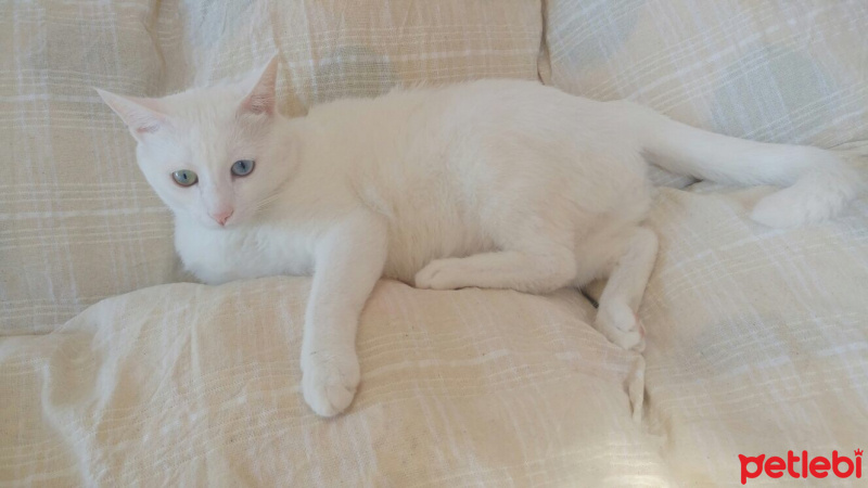 Van Kedisi, Kedi  Paşa fotoğrafı