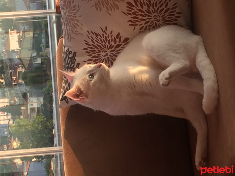 Van Kedisi, Kedi  Paşa fotoğrafı