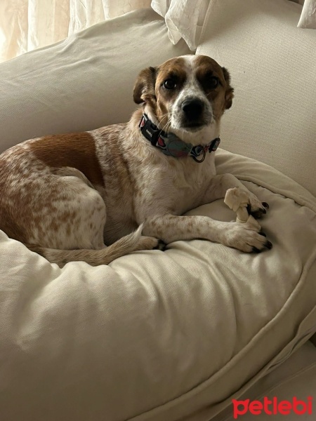 Jack Russell Terrier, Köpek  Alice fotoğrafı