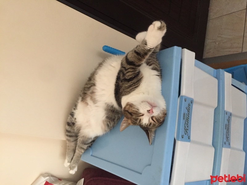 Tekir Kedi, Kedi  Boncuk fotoğrafı