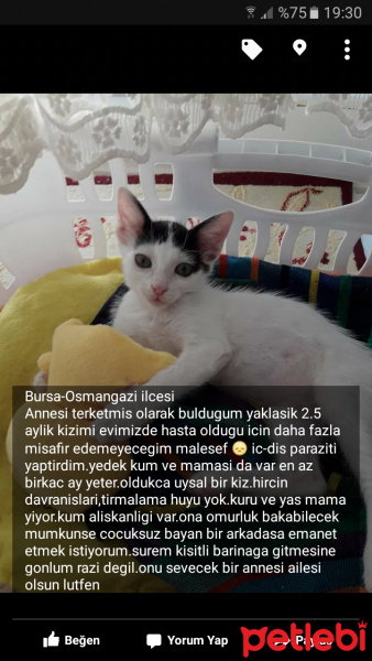 Tekir Kedi, Kedi  Jonathan fotoğrafı