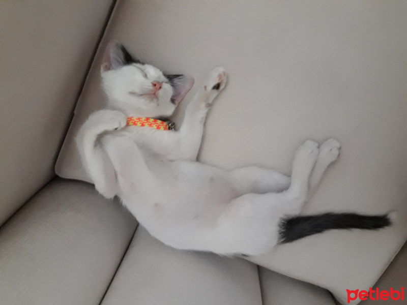 Tekir Kedi, Kedi  Jonathan fotoğrafı