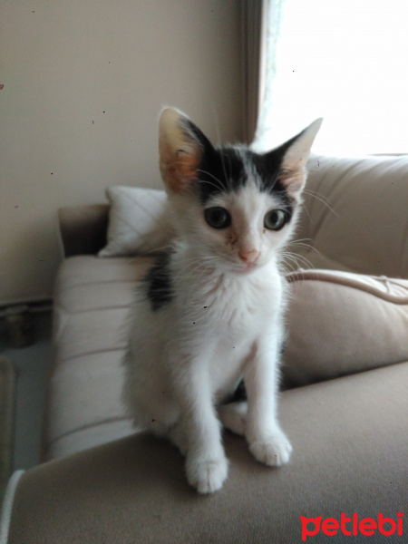 Tekir Kedi, Kedi  Jonathan fotoğrafı