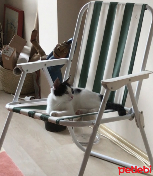 Tekir Kedi, Kedi  La Bebe fotoğrafı