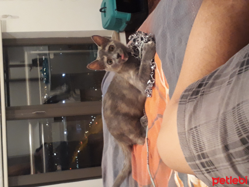 Tekir Kedi, Kedi  Felicia fotoğrafı