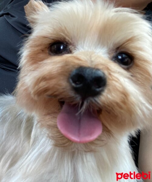 Yorkshire Terrier, Köpek  Lucky fotoğrafı